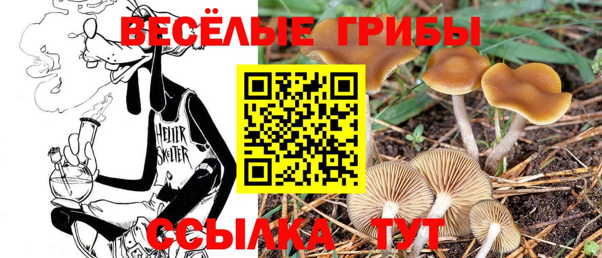 Псилоцибиновые грибы мицелий  Псилоцибиновые грибы Psilocybine cubensis  Глазов  Вход с VPN 
